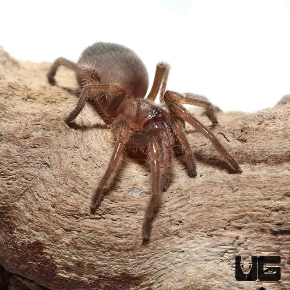 22016 online tarantula retailers