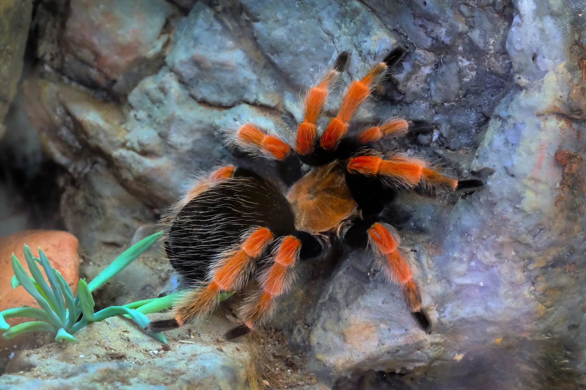 /img/22016-tarantula-habitat.webp