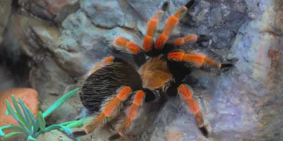 /img/22016-tarantula-habitat.webp