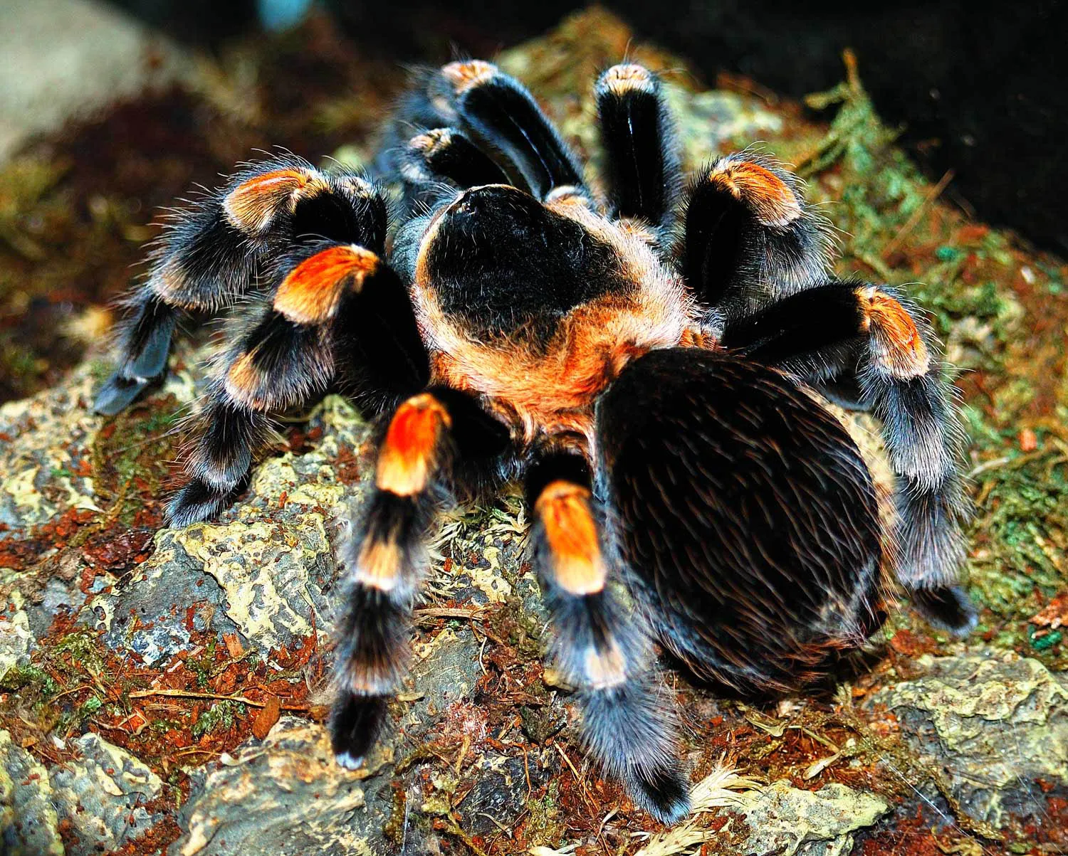 22016 tarantula shipping