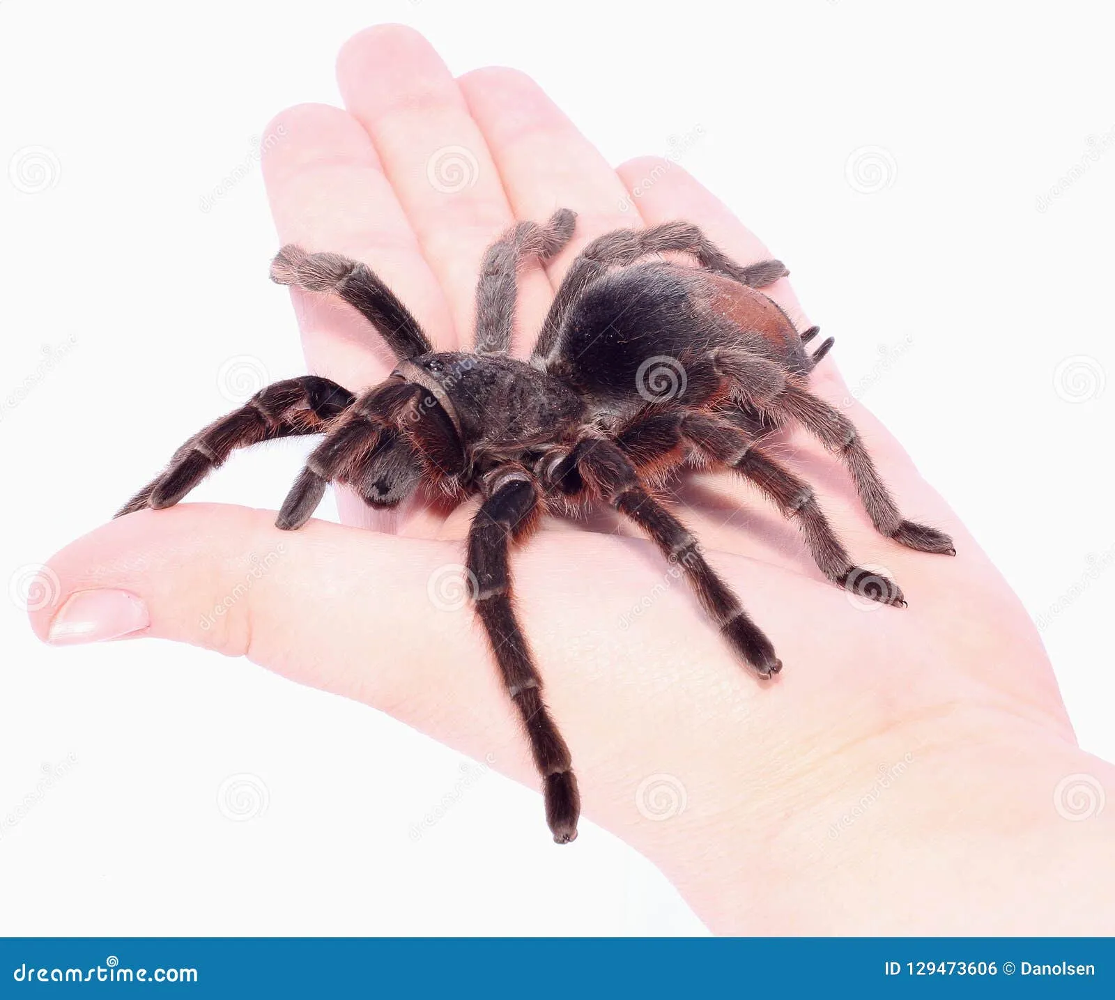 22018 eight legged creature