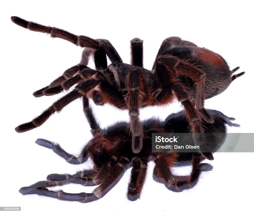 22018 hairy spider image
