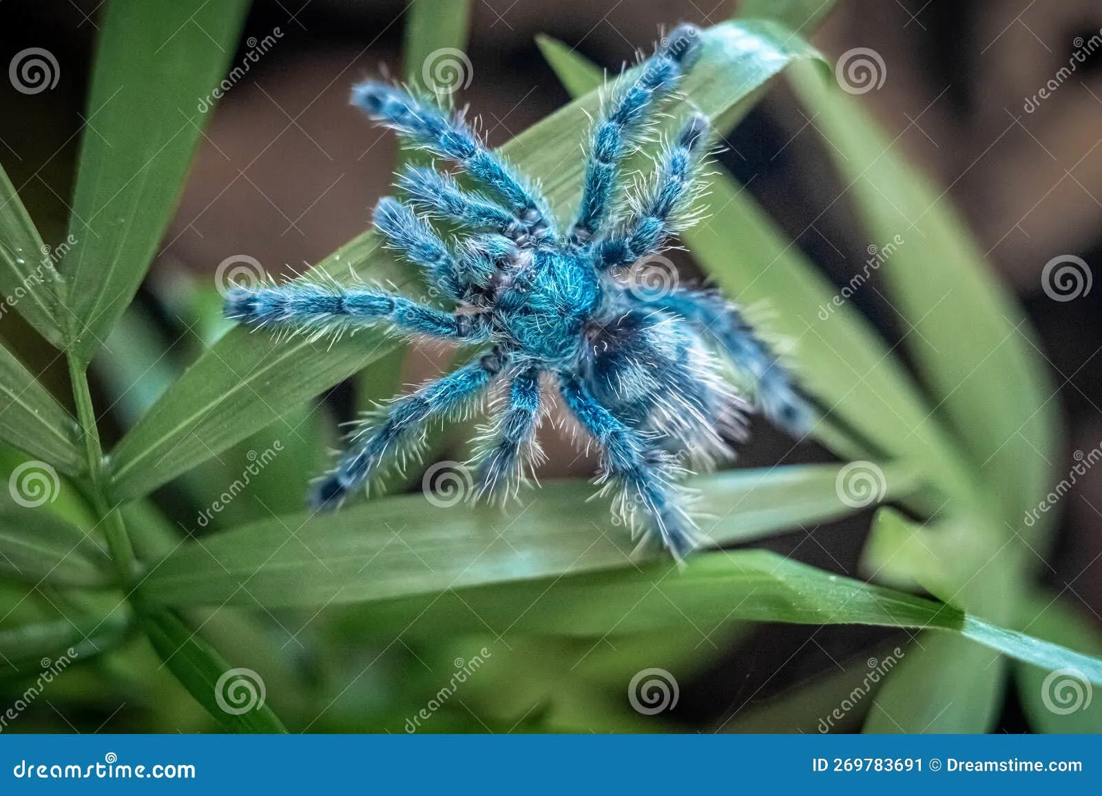 22018 mygalomorph spider