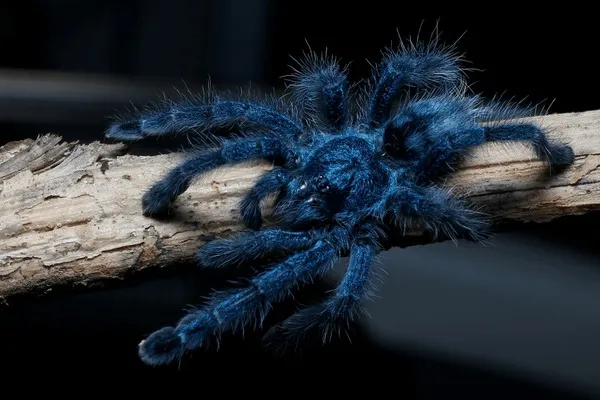 22018 spider walking