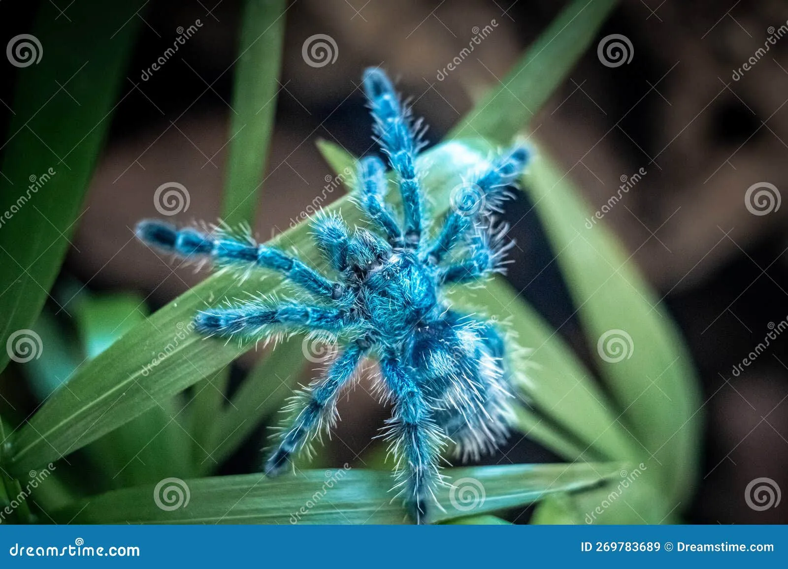 22018 tarantula close up