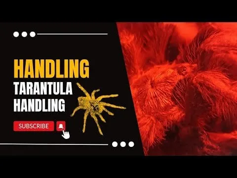 22019 approaching tarantula