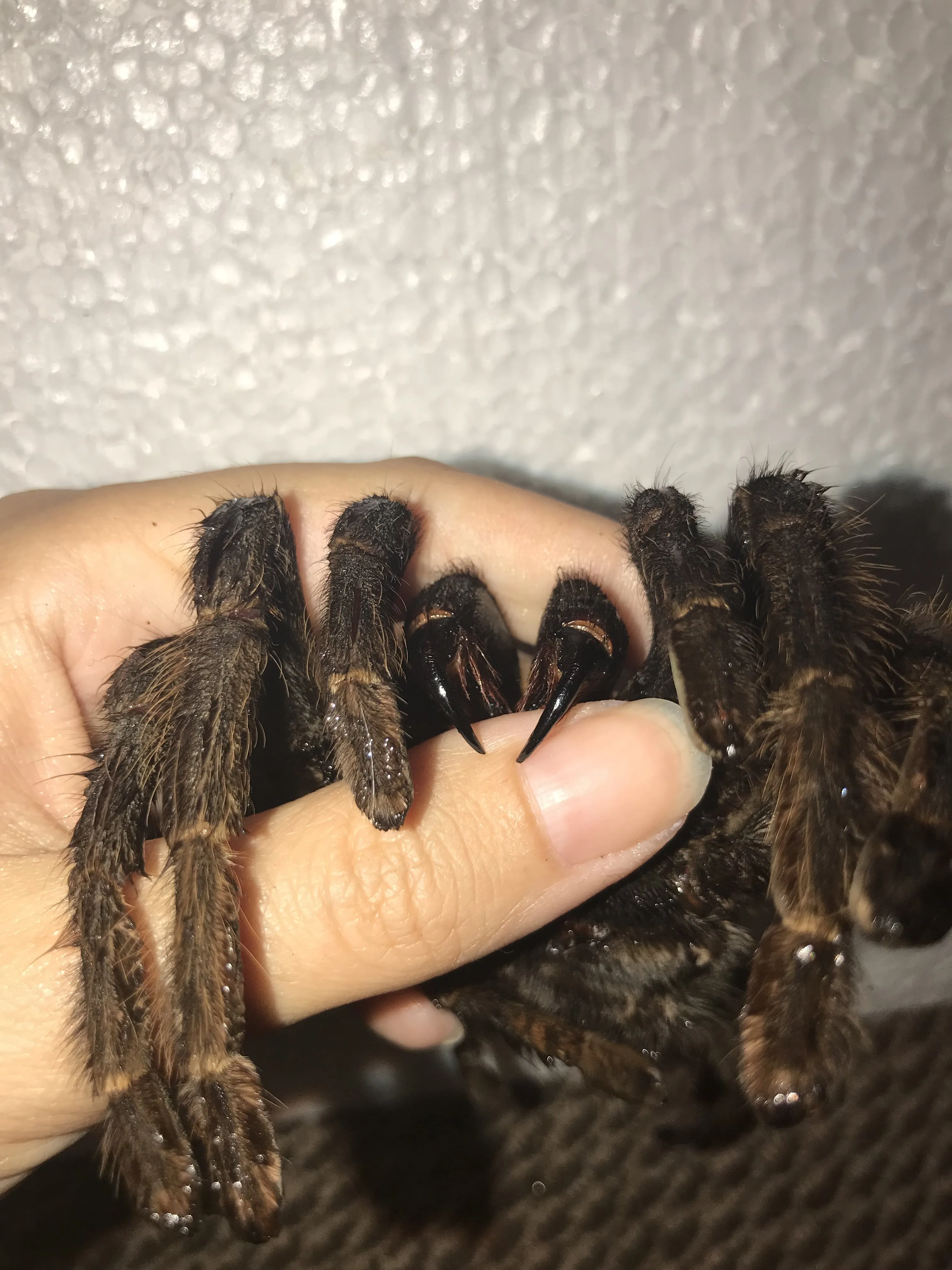 22019 tarantula handling equipment