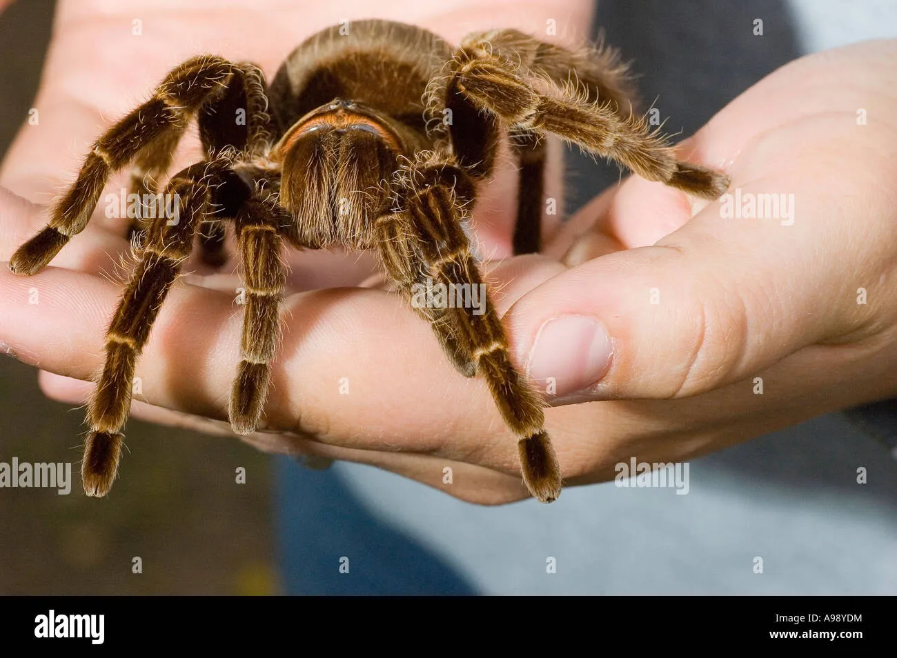 22019 tarantula handling hook