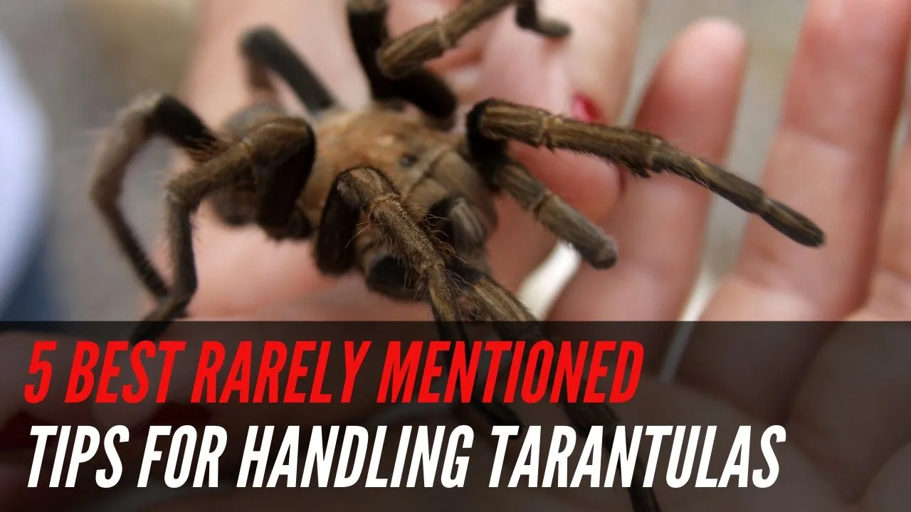 22019 tarantula scoop slide