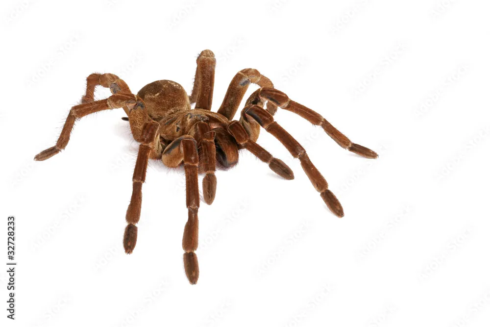 22020 goliath birdeater bird