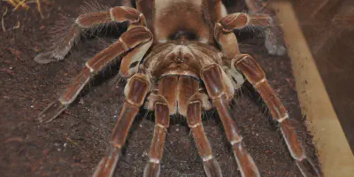 /img/22020-goliath-birdeater-defense.webp