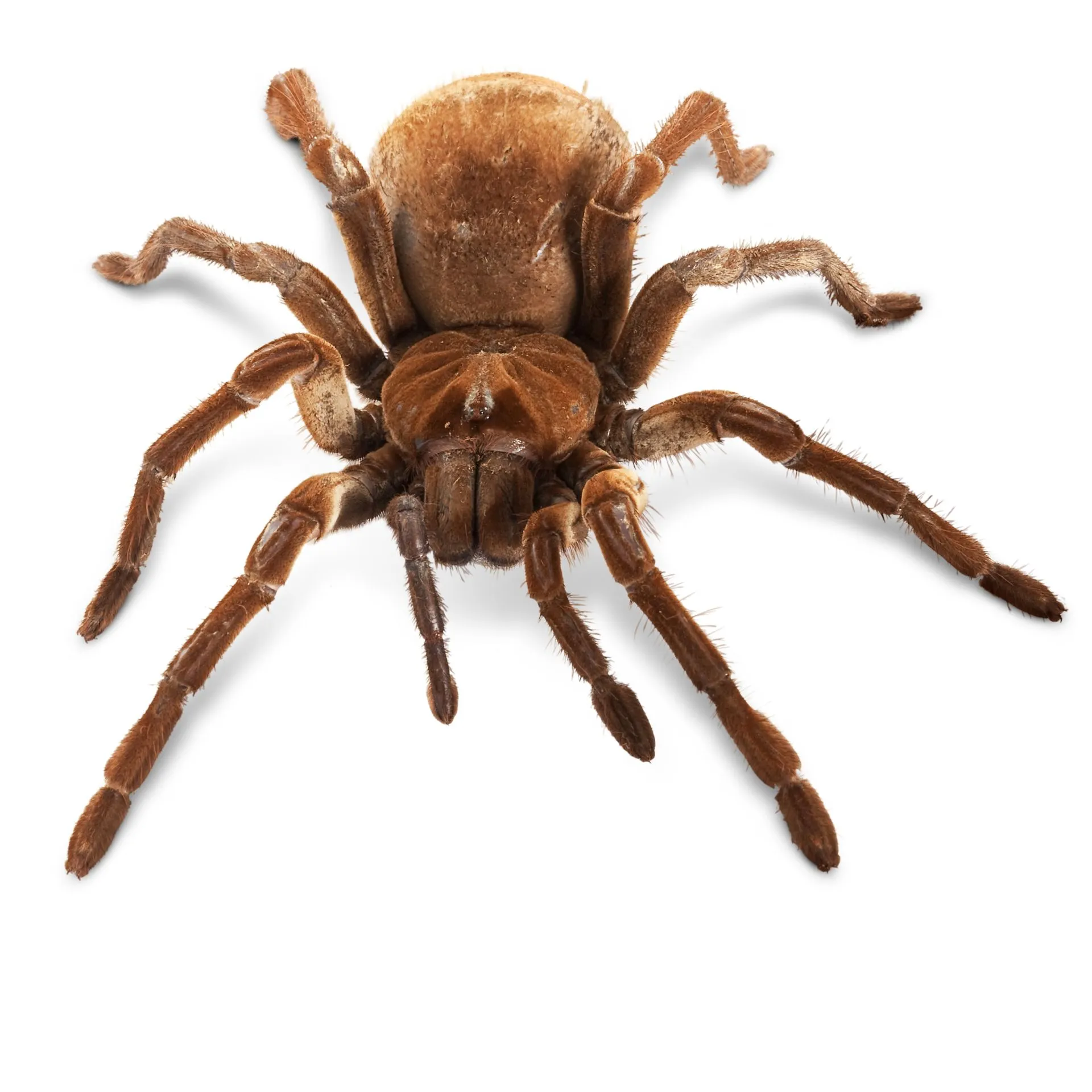 22020 goliath birdeater lizard