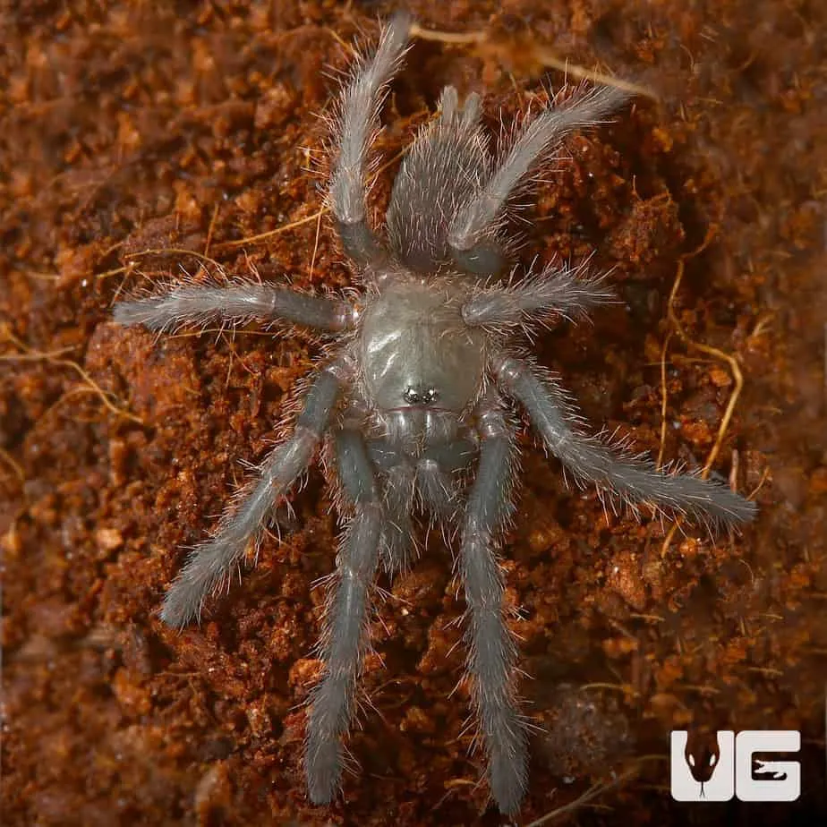 /img/22021-electric-blue-tarantula-enclosure.webp