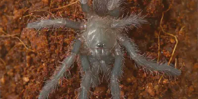 /img/22021-electric-blue-tarantula-enclosure.webp