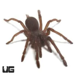 22021 electric blue tarantula feeding