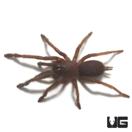 22021 electric blue tarantula handling
