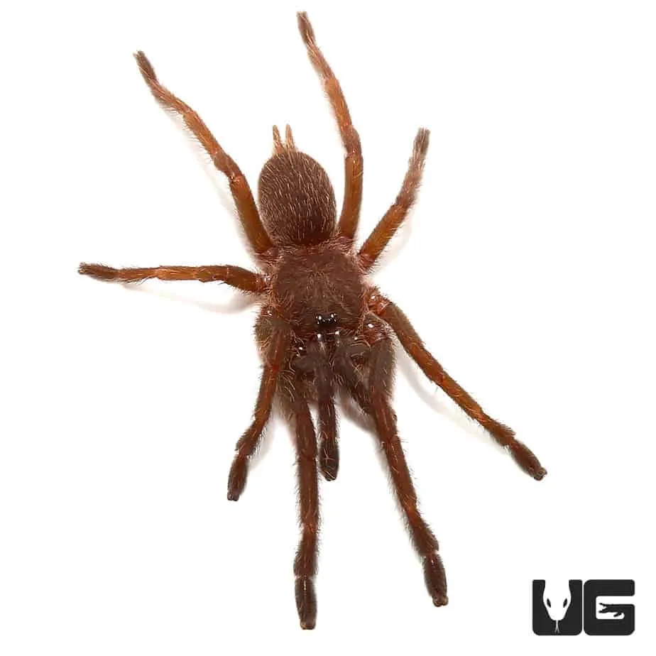 22021 electric blue tarantula image1