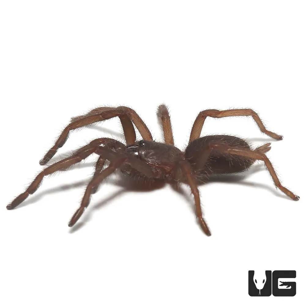 22021 electric blue tarantula molting