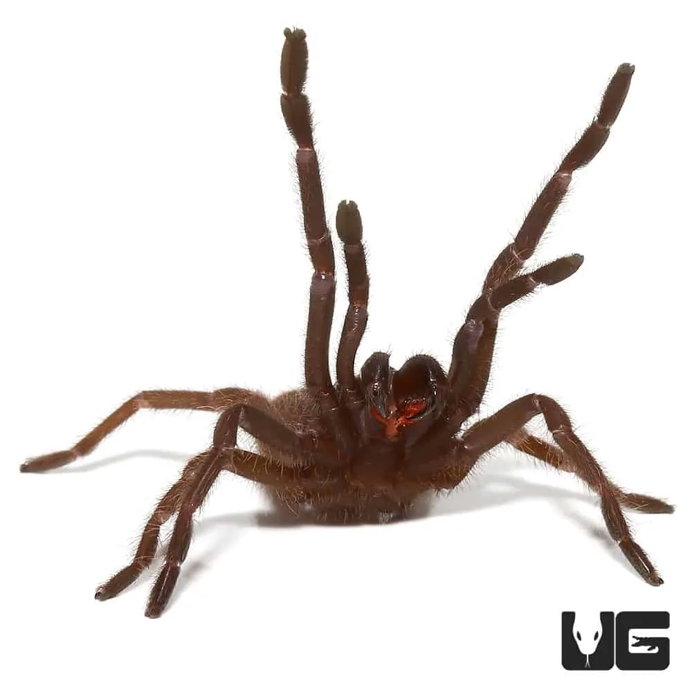 22021 electric blue tarantula spiderling