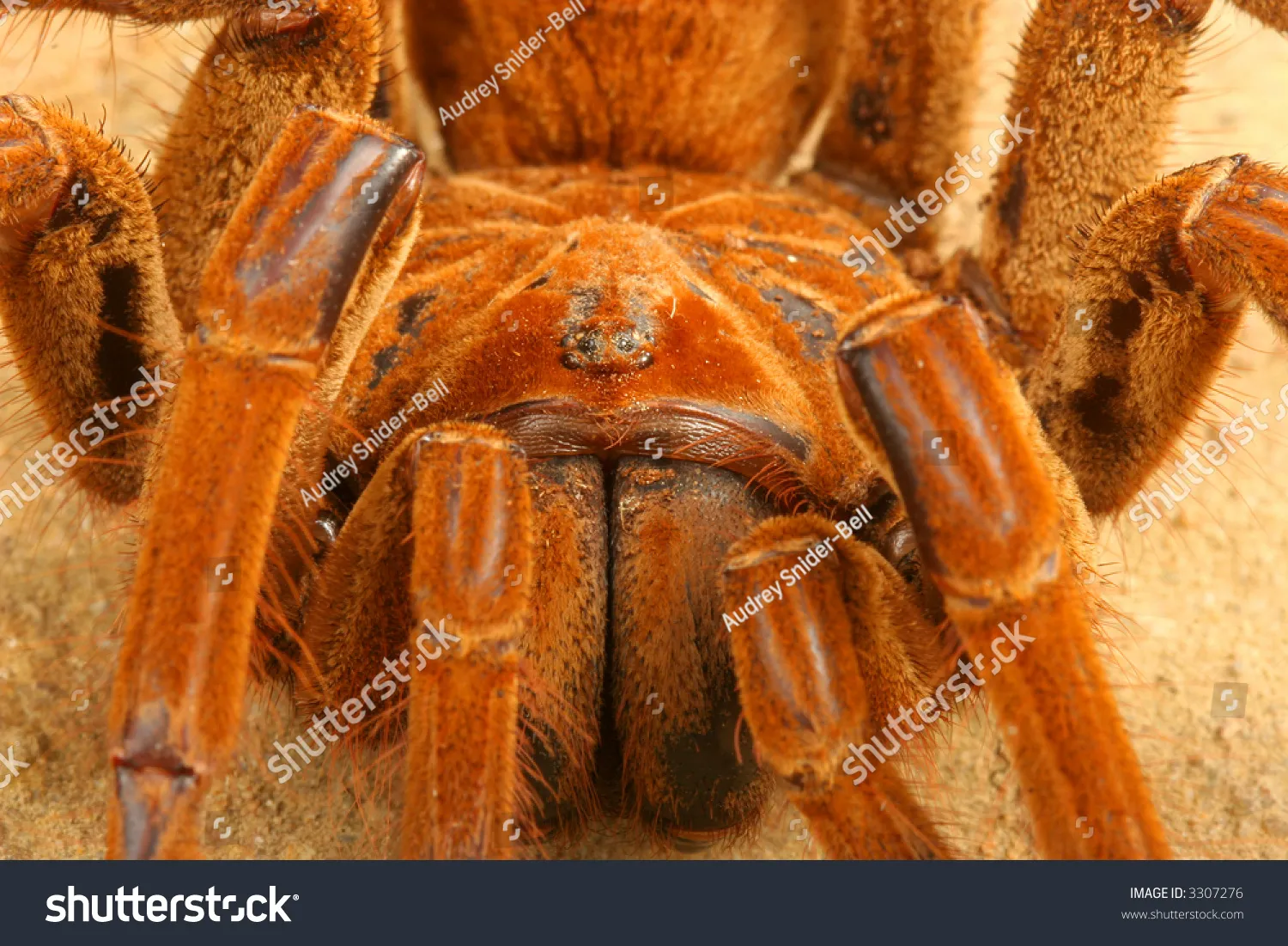 22025 goliath birdeater tarantula behavior