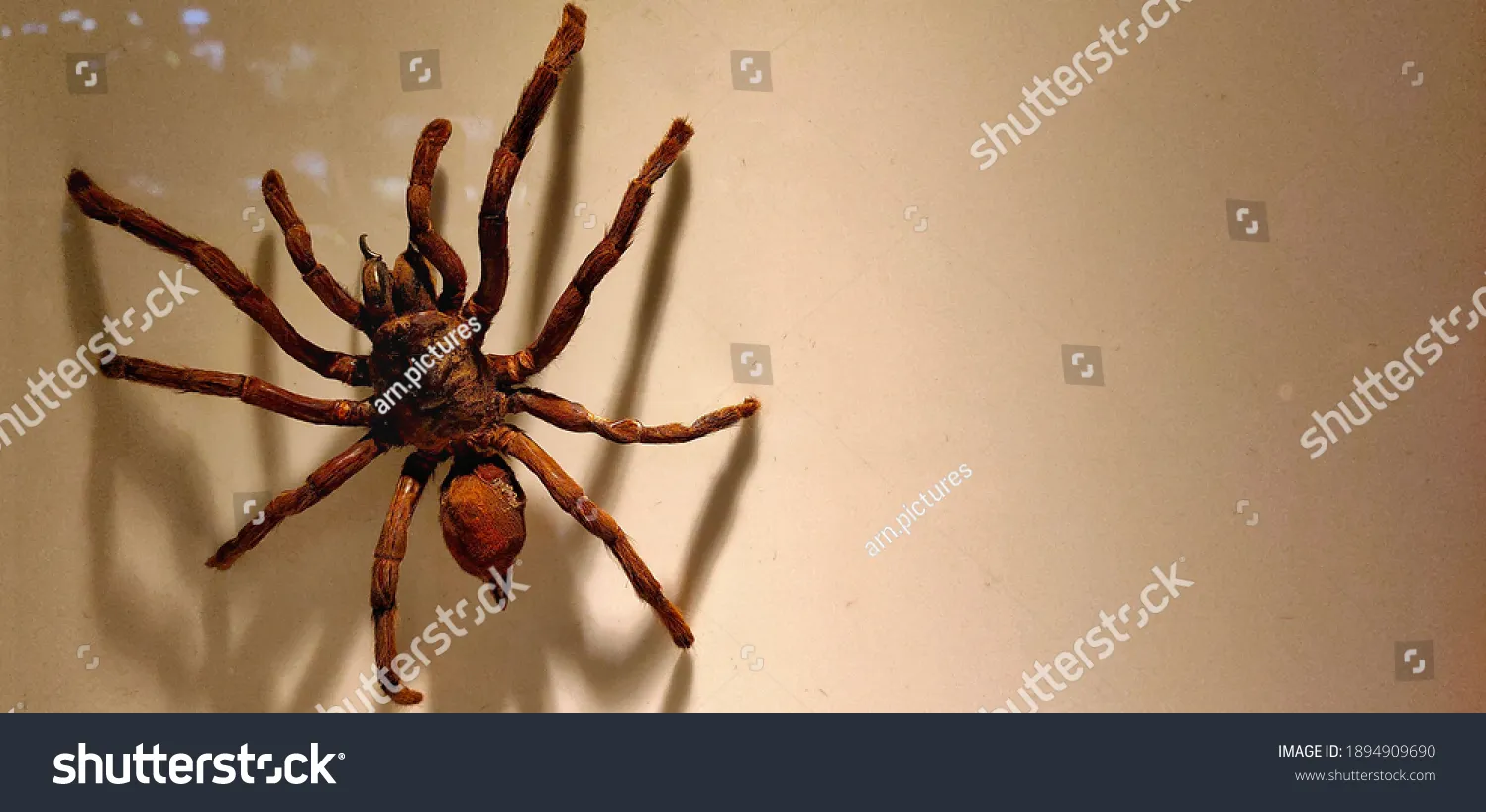 /img/22025-goliath-birdeater-tarantula-conservation.webp
