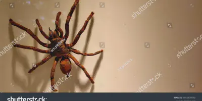 /img/22025-goliath-birdeater-tarantula-conservation.webp