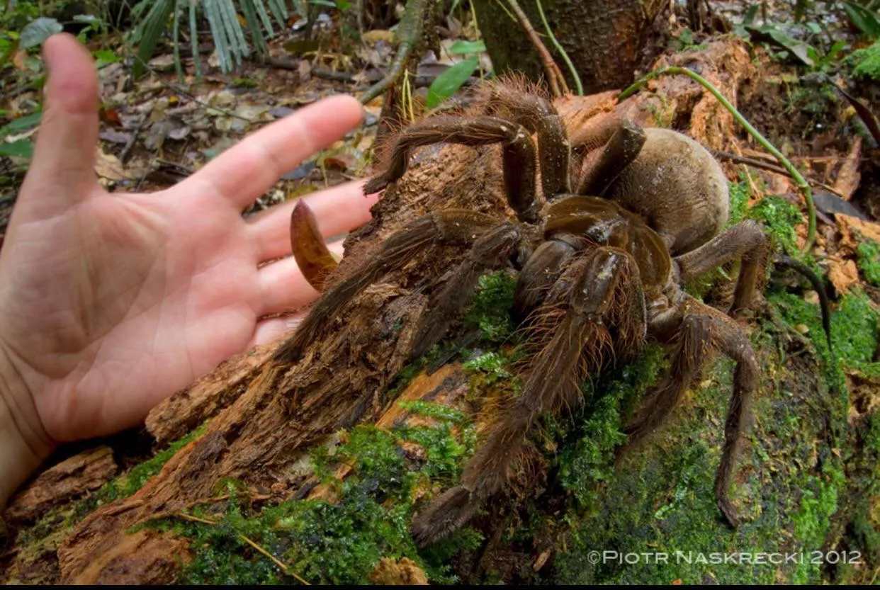 22025 goliath birdeater tarantula diet