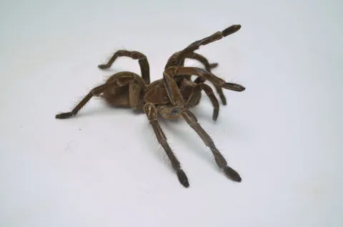 22025 goliath birdeater tarantula habitat