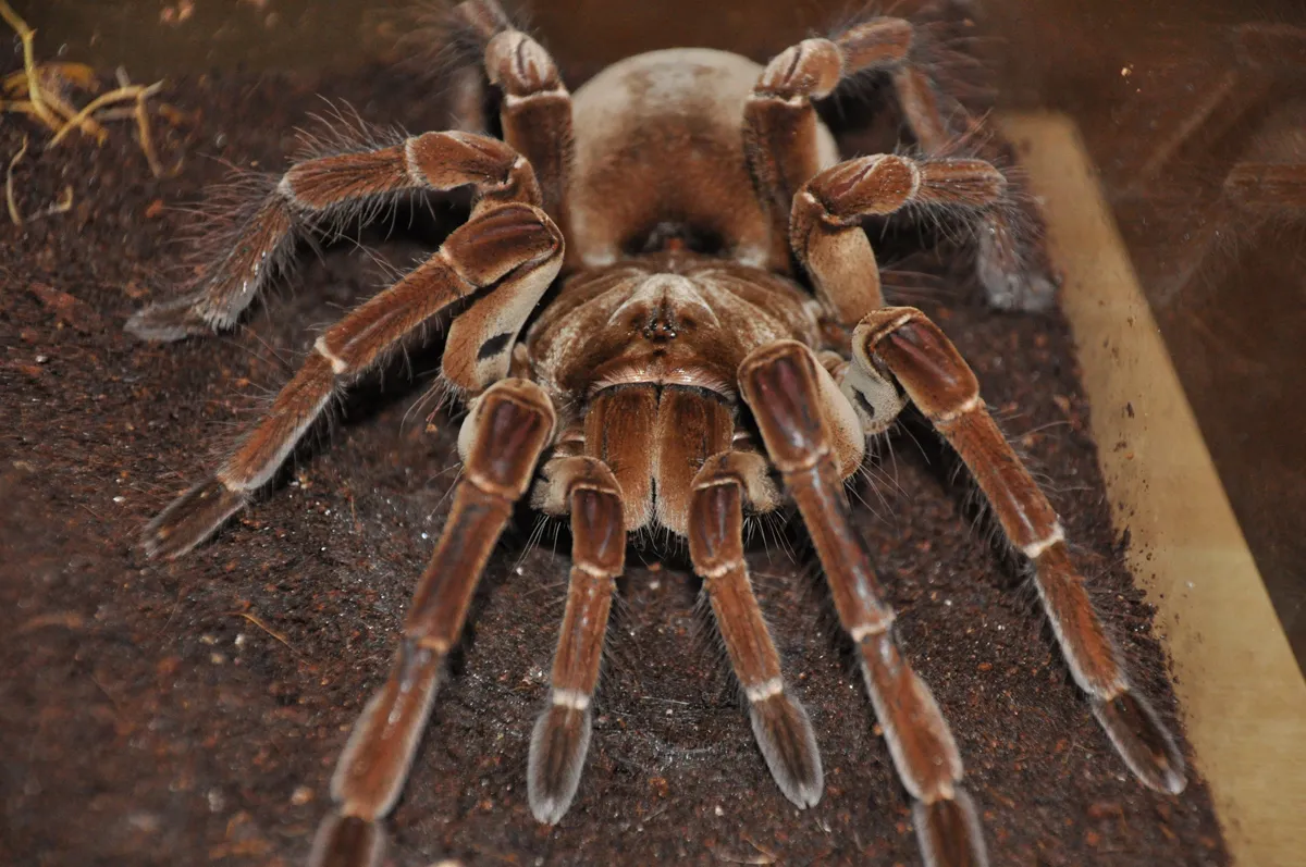 22025 goliath birdeater tarantula lifespan