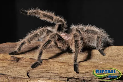 22026 tripepii tarantula breeding