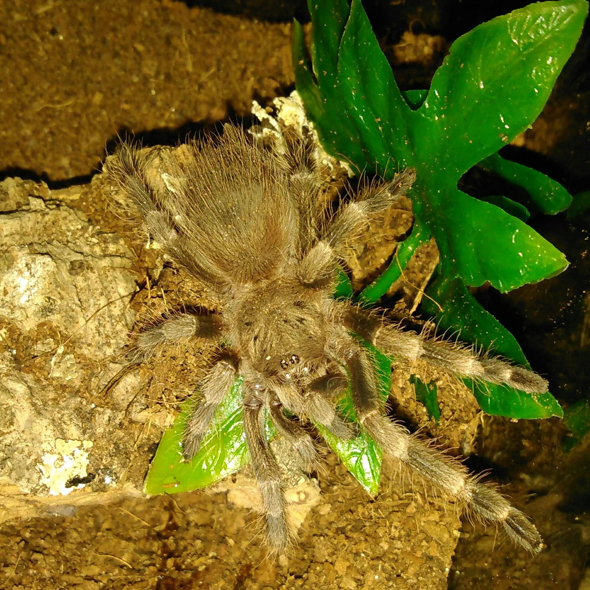 22026 tripepii tarantula feeding