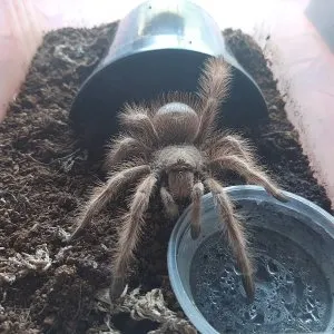 22026 tripepii tarantula handling