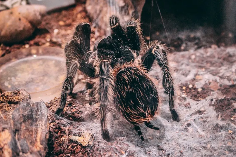 22026 tripepii tarantula moulting