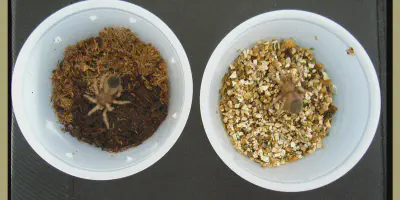 /img/22026-tripepii-tarantula-spiderlings.webp