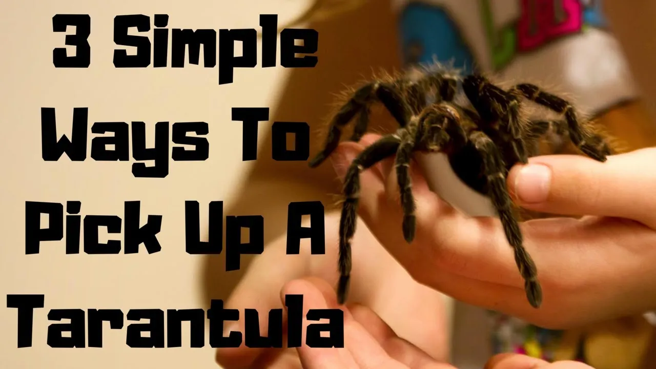 22030 tarantula handling gloves