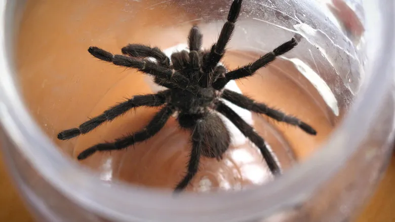 22030 tarantula removal supplies