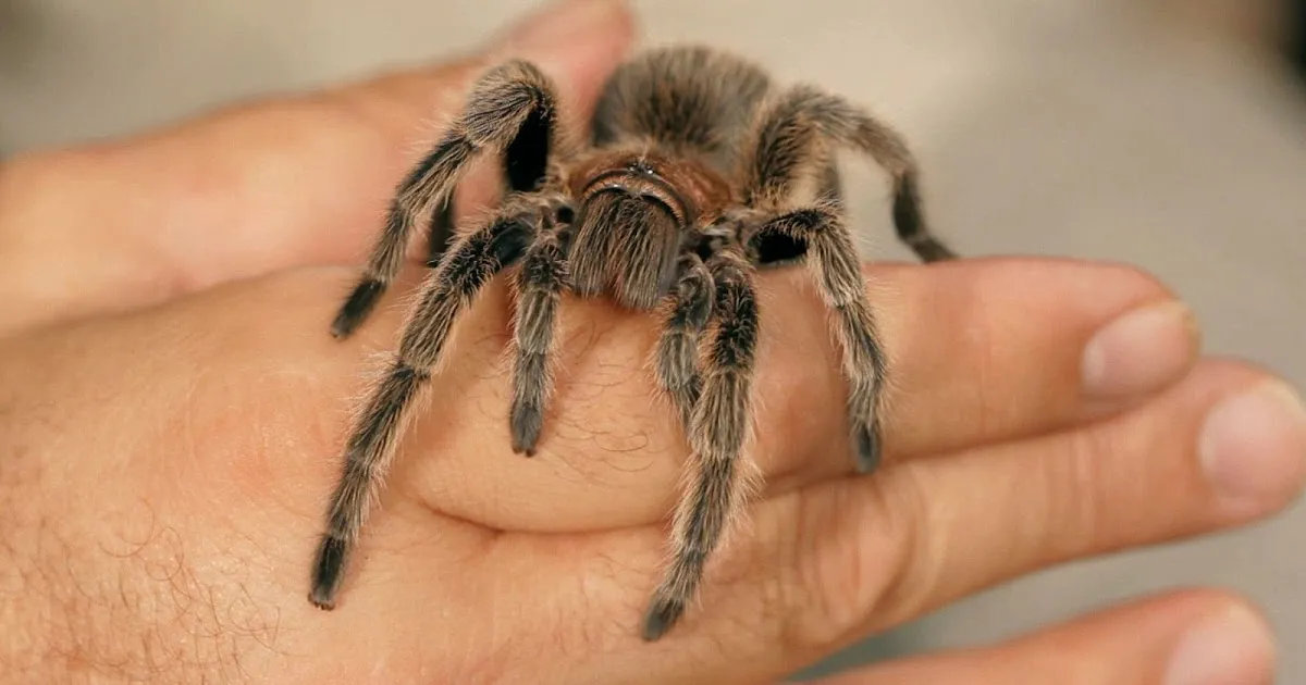 /img/22030-tarantula-stress-free-environment.webp