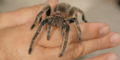 /img/22030-tarantula-stress-free-environment.webp