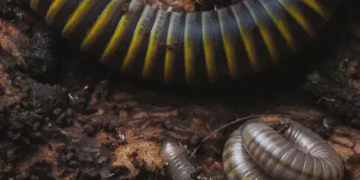 /img/22031-tarantula-communication.webp