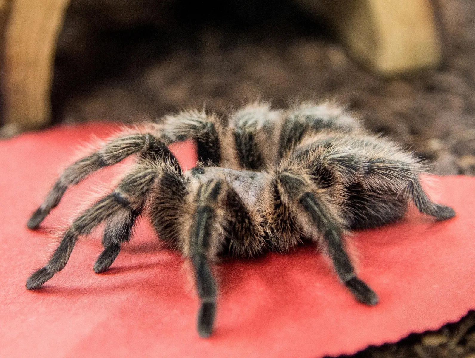 22031 tarantula research