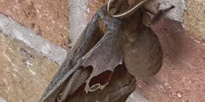/img/22032-tarantula-identification.webp
