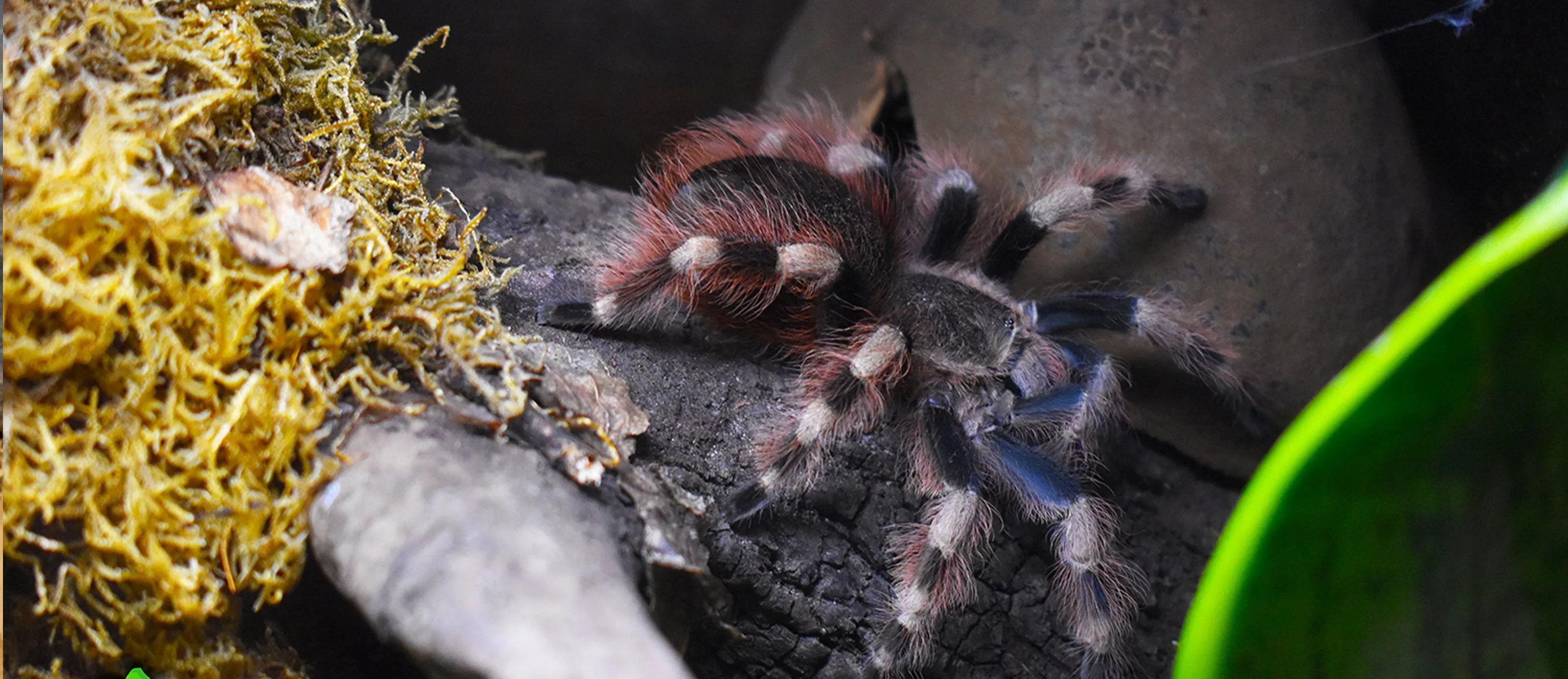 22036 tarantula hiding spot