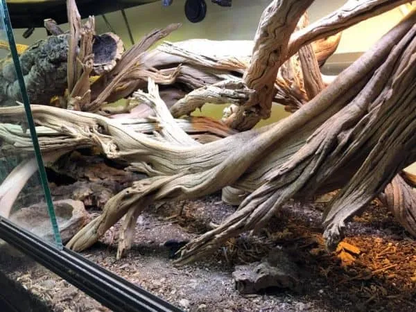 22036 tarantula water dish