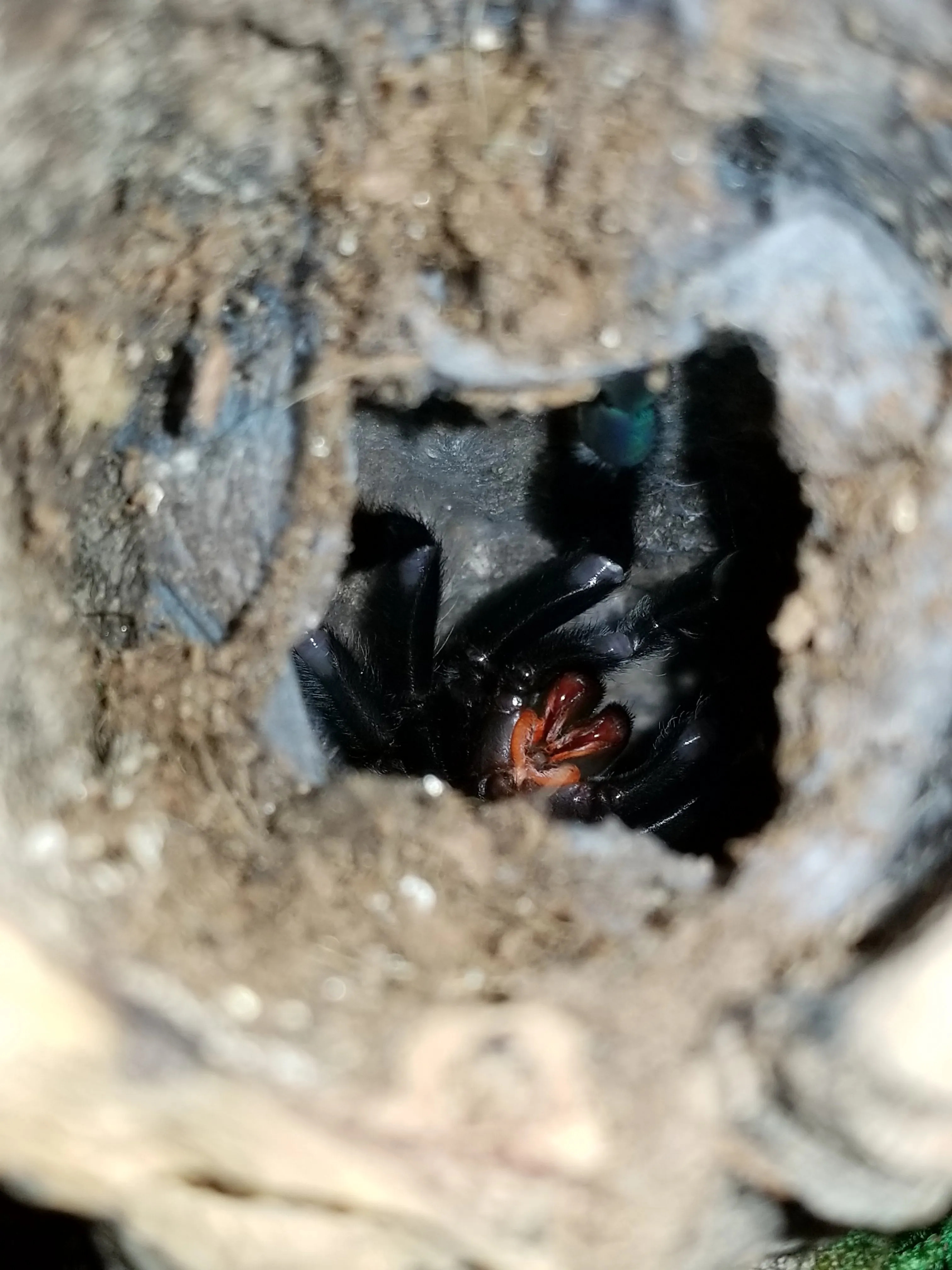 22037 irminia tarantula enclosure