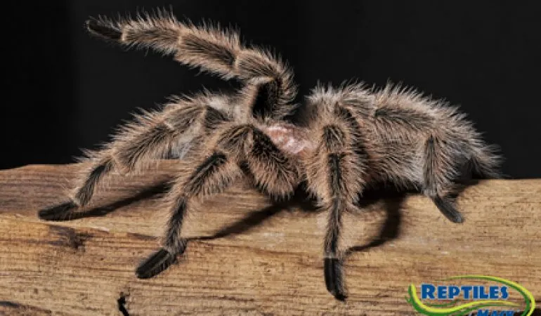 22037 irminia tarantula feeding