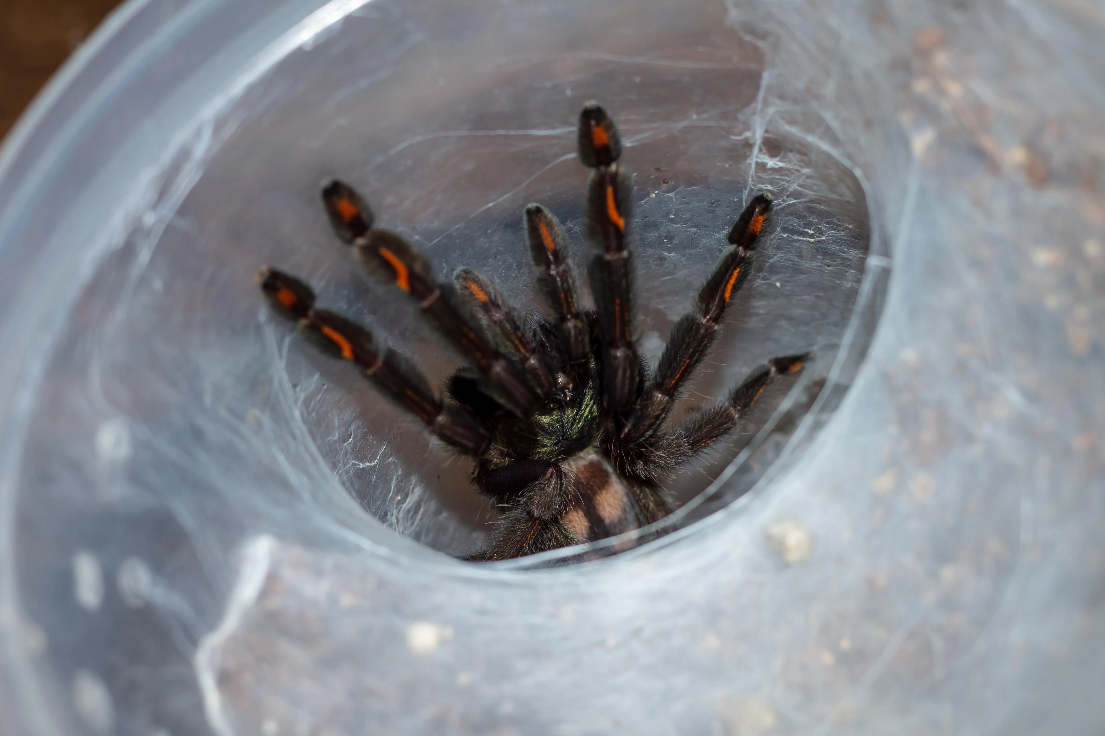22037 irminia tarantula handling