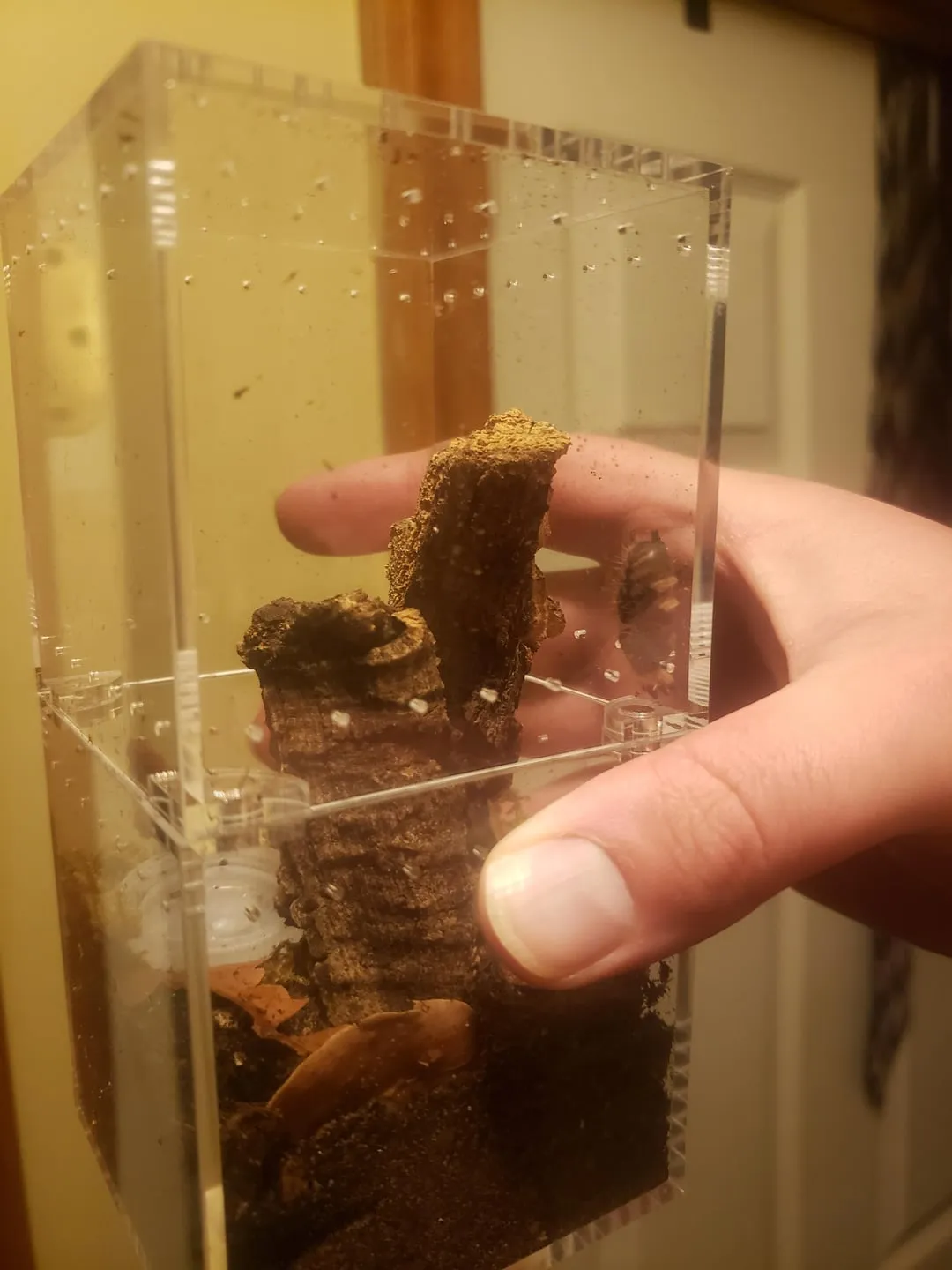 22037 irminia tarantula molting