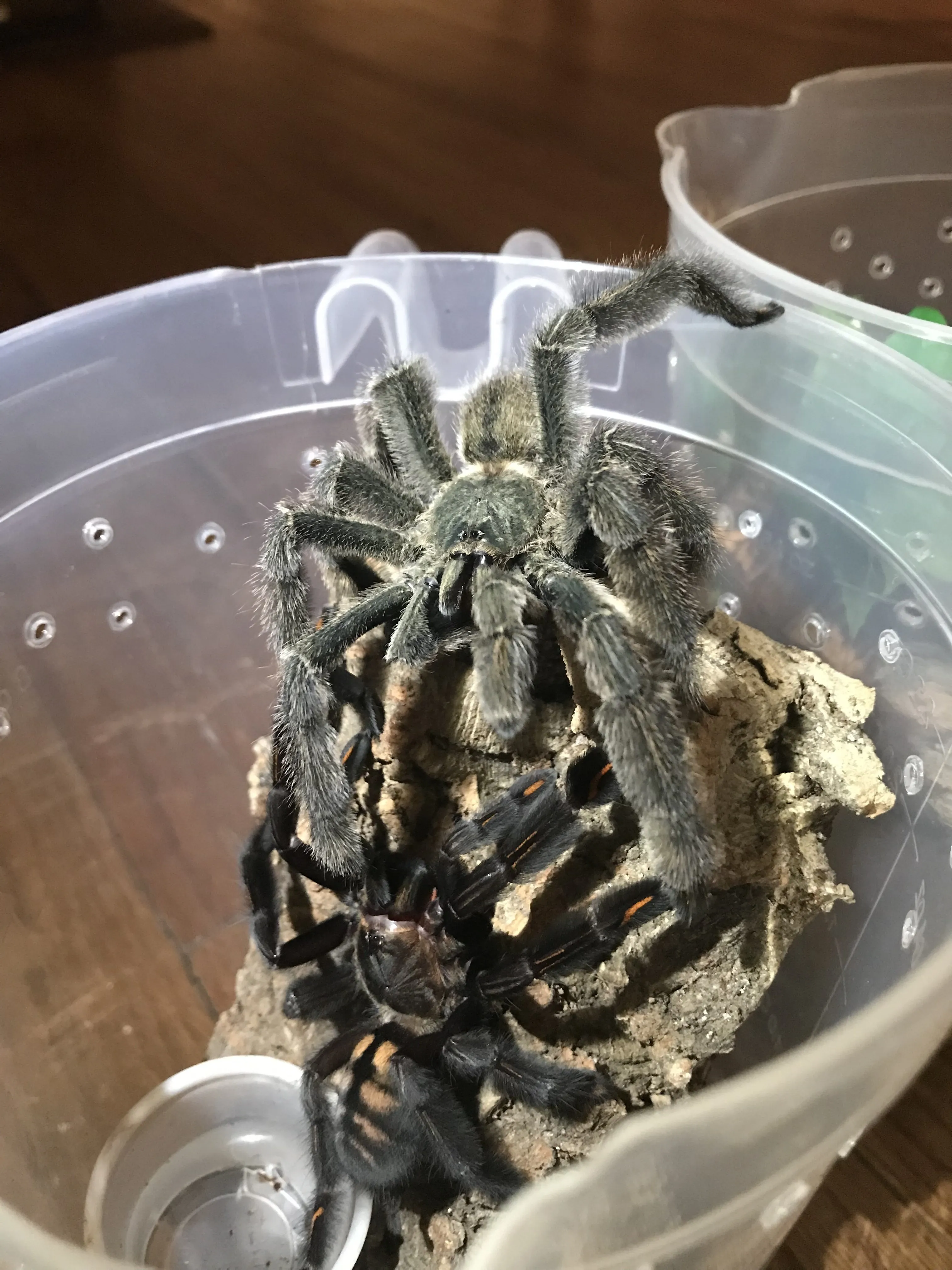 /img/22037-irminia-tarantula-sick-tarantula.webp