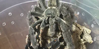 /img/22037-irminia-tarantula-sick-tarantula.webp
