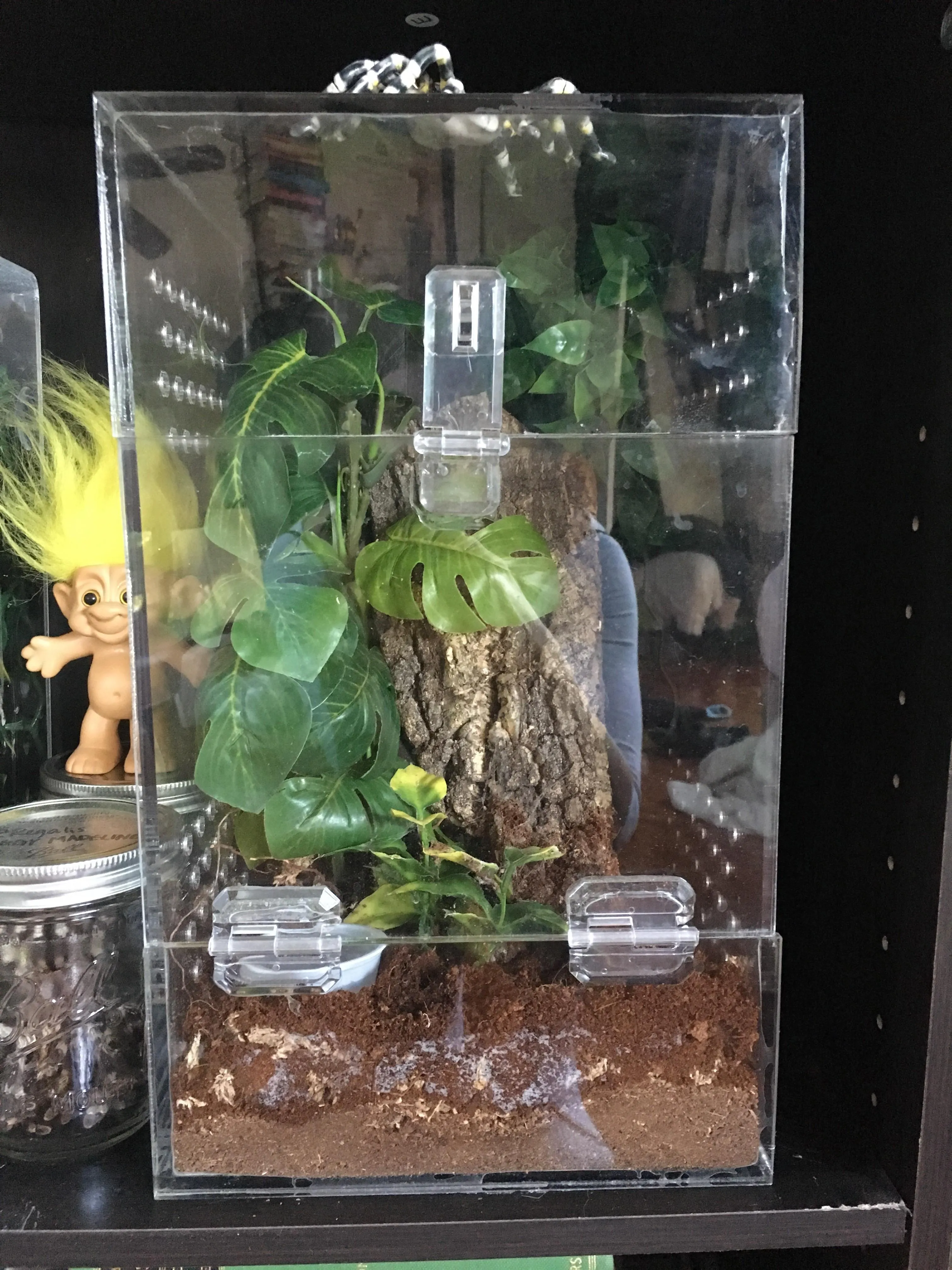 22040 pinterest tarantula design